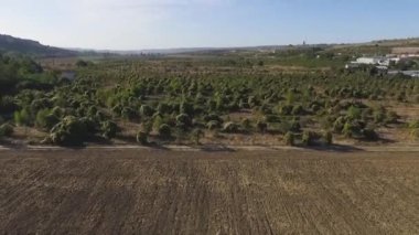 Havadan görünümü küçük çalılar ile gri alanlar üzerinde. Vurdu. Havadan görünümü, doğrudan yukarıda yeşil çalılar portakal ağaçları satırları. Tarım alanları, ekili arazi