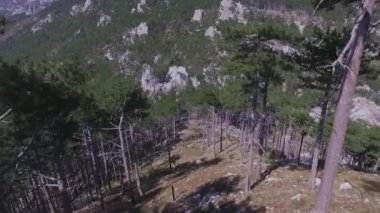 Çam ağacı orman dağ manzarası ile hava görünümünü. Orman yeşil ağaçların hava üstten görünüm. Vahşi orman, kuşlar göz damarları Tabiat çam ağacı görüntüle