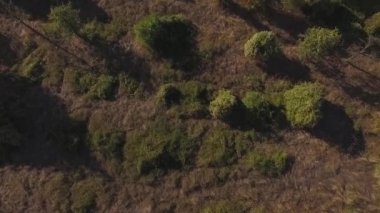 Havadan görünümü küçük çalılar ile gri alanlar üzerinde. Vurdu. Havadan görünümü, doğrudan yukarıda yeşil çalılar portakal ağaçları satırları. Tarım alanları, ekili arazi