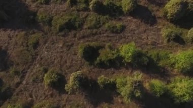 Yol boyunca çim kümeleri peri neşeli kirpi Alpler tepesine dağ yolunda günbatımı arka plan üzerinde tırmanma benzer. Vurdu. Doğa yeşil çim arka plan üstten görünüm