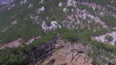 Çam ağacı orman dağ manzarası ile hava görünümünü. Vurdu. Orman yeşil ağaçların hava üstten görünüm. Vahşi orman, kuşlar göz damarları Tabiat çam ağacı görüntüle