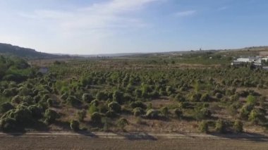 Havadan görünümü küçük çalılar ile gri alanlar üzerinde. Vurdu. Havadan görünümü, doğrudan yukarıda yeşil çalılar portakal ağaçları satırları. Tarım alanları, ekili arazi