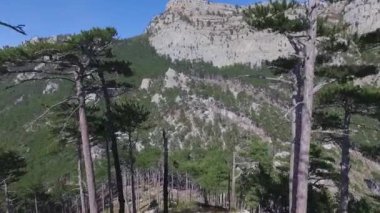 Çam ağacı orman dağ manzarası ile hava görünümünü. Vurdu. Orman yeşil ağaçların hava üstten görünüm. Vahşi orman, kuşlar göz damarları Tabiat çam ağacı görüntüle