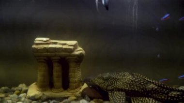 Ancistrus sıradan - Ancistrus multispinis içinde ev akvaryum. Yakın çekim. Yayın balığı kapatın. Balık portresi. Tropikal yayın balığı Plecostomus içinde ev akvaryum görünümünü yakın çekim