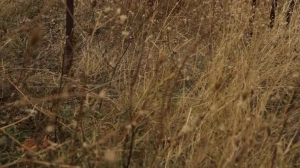 Paysage d'automne avec longues herbes jaunes. Fusillade. Flétri longue herbe dorée se balançant dans le vent .