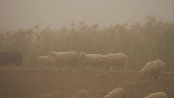 Troupeau de moutons blancs pâturant dans une prairie avec de l'herbe haute, effet sépia. Fusillade. Pâturage de moutons en face du champ avec une grande herbe luxuriante dorée . — Video