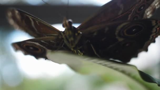 Zwarte vlinder zittend op een blad. Frame. Wilde natuur concept — Stockvideo