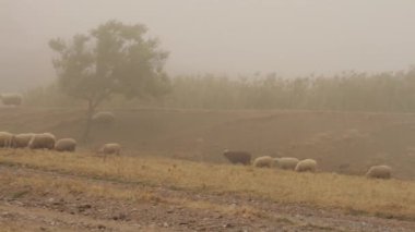 Koyun geçerken hills sis bir kuru çayır üzerinde otlatmak için kırsal road yakınındaki sürüsü. Vurdu. Alanında büyük ağaçta sis önünde otlayan koyun sürüsü.