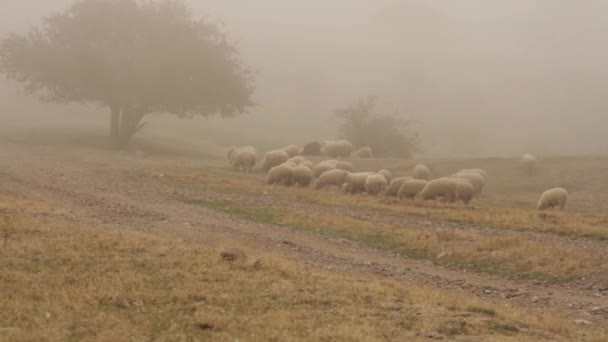 Kudde schapen kruising heuvels in de buurt van de landelijke weg om te grazen op een droge weide in de mist. Schot. Kudde van de schapen grazen in het veld voor een grote boom in de mist. — Stockvideo