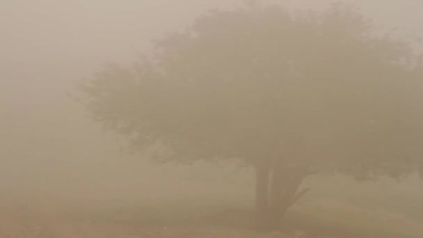 Owca cattle patrząc na polu mglisty, w pobliżu Wielkiego drzewa. Strzał. Stado owce pasące się na łące w głębokie mgła. — Wideo stockowe