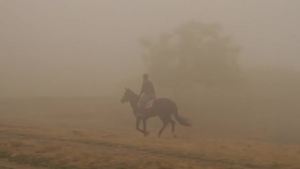濃い霧の中に大きな木の近くのフィールド間で暗い茶色の馬に乗る男 カウボーイは低夜の光で高速馬に乗ってください — ストック動画