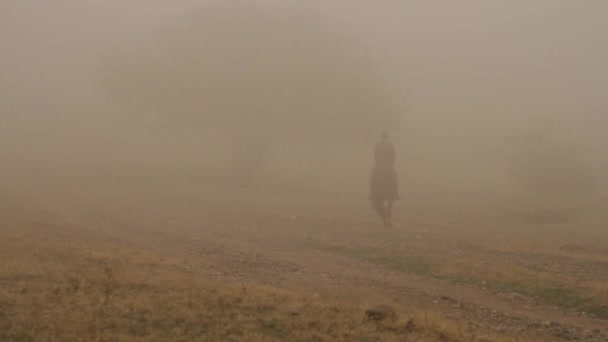 Man riding dark brown horse across field near big tree in thick fog. Shot. Cowboy is riding the horse fast in low evening light. — Stock Video