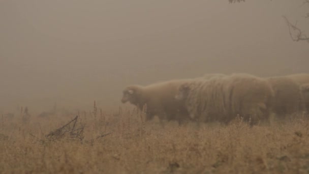 O rebanho de ovelhas atravessa o prado amarelo. Atingido. Close up para gado ovino cruzando campo nevoeiro . — Vídeo de Stock