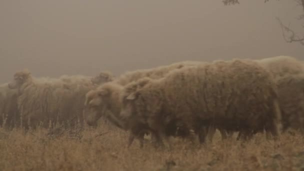 O rebanho de ovelhas atravessa o prado amarelo. Atingido. Close up para gado ovino cruzando campo nevoeiro . — Vídeo de Stock