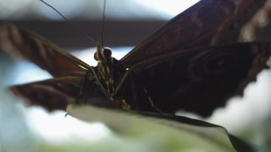 Yakın çekim sıcak yumuşak odak ile güzel bir kelebek. Çerçeve. Siyah kelebek açık havada