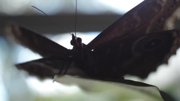 Borboleta bonita com fundos borrão. Moldura. Macro do inseto — Vídeo de Stock