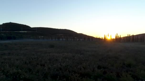 Weiland met beschermende bos gordel. Schot. Landschap met weide bedektzadigen in vrije ruimte met jonge bossen — Stockvideo