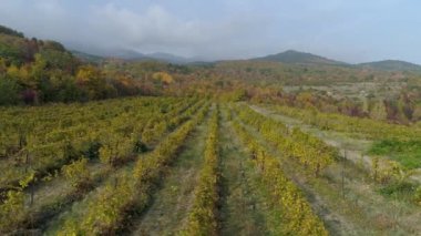 Üstten görünüm hill bağında. Vurdu. Arka plan sonbahar forest hills ile üzüm plantasyonda. Sis hills yakınlarında ile bulutlu hava