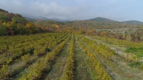 Вид сверху на виноградник на холме. Выстрел. Виноградная плантация на фоне осеннего леса с холмами. Облачная погода с туманом возле холмов — стоковое видео