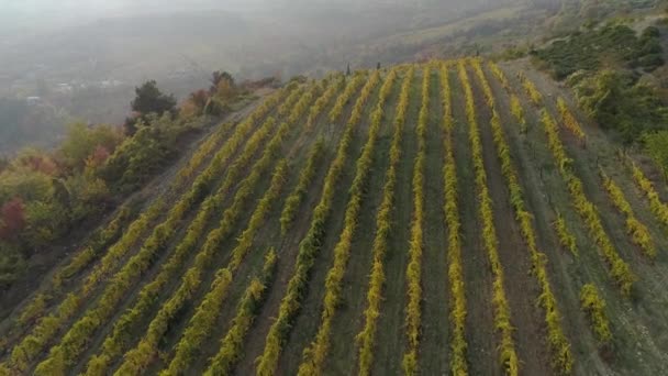 Uitzicht op plantage velden met bomen in de mist op heuvel. Schot. Fantastisch uitzicht voor mist over de berg achter landbouw bomen. Bovenaanzicht van groene heuvels met plantages in bewolkt weer — Stockvideo