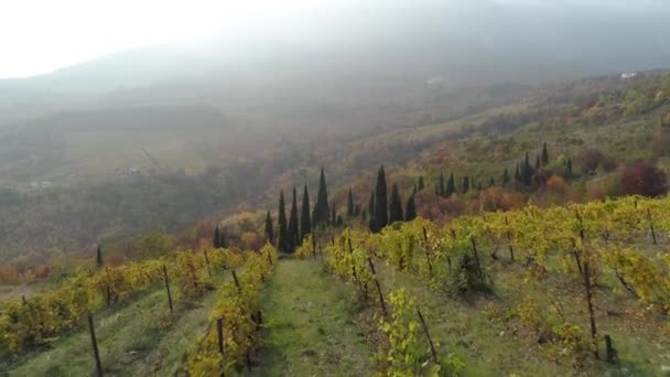 Pohled na plantáži polí se stromy v mlze na kopci. Střela. Úžasný pohled z mlhy nad hory za zemědělství stromů. Pohled shora zelené kopce s plantáží v oblačné počasí — Stock video