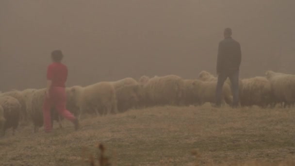 Due pastori al pascolo di ovini bianchi sullo sfondo nebbioso. Un uomo e una donna pascolo un gregge di pecore nel campo appassito . — Video Stock