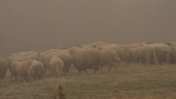 Two shepherds grazing white sheep cattle in the foggy background. A man and a woman pasture a sheep flock in the withered field. — Stock Video