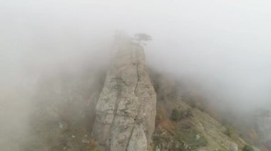 Yeşil ağaçta sis uçurumun kenarında. Vurdu. Yoğun siste dalmış rock taş sütun. Sonbahar sis ve yalnız ağaç kenarında mistik atmosferi