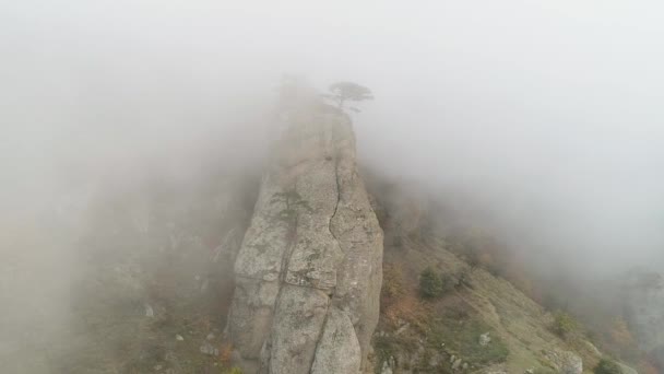 Zielone drzewa na skraju klifu we mgle. Strzał. Stone filar na skały zanurzone w gęstej mgle. Mistycznej atmosferze Jesienna mgła i lonely drzewo na krawędzi — Wideo stockowe