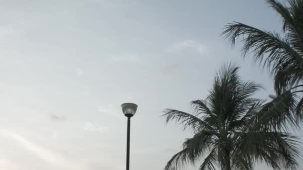 Avião voando sobre palmeiras tropicais e um poste de luz em um fundo céu azul e verão. Atingido. Avião voando sobre belas palmeiras da Flórida . — Vídeo de Stock
