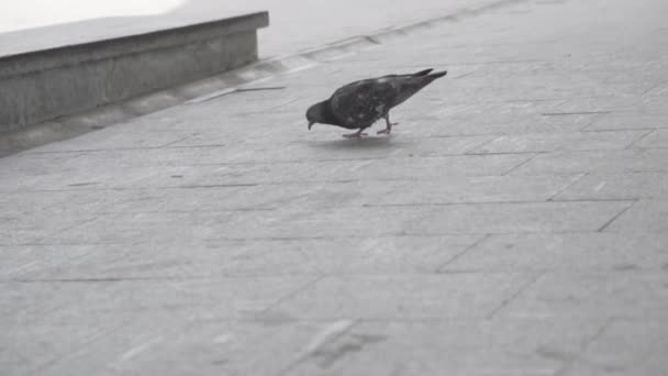 Sokak bir şehirde bir kaldırımda yürüyen bir güvercin için kapatın. Çerçeve. Ağır çekim, yürüyüş ve gagalamayı bir güvercin. — Stok video