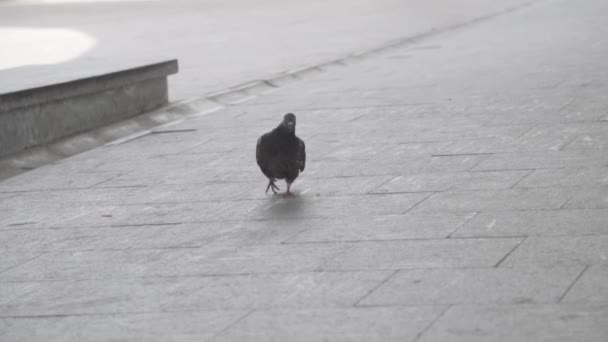 Любопытный голубь в замедленной съемке идет по тропинке, клюет, ищет еду. Рамка. Голубь идет по тротуару по улице . — стоковое видео