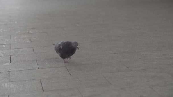 Un curieux pigeon au ralenti marche le long du chemin, picore, cherche de la nourriture. Cadre. Un pigeon marche sur le trottoir dans la rue . — Video