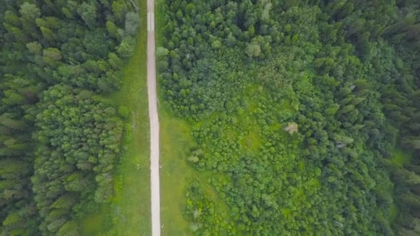 녹색 숲에서 시골도 최고 볼 수 있습니다. 클립입니다. 농촌 시골에서 숲의 나무의 애비뉴 사이 국가로 — 비디오