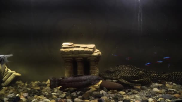 Acuario casero oscuro con peces. Primer plano del acuario de agua dulce con peces y bagre sobre fondo oscuro. Acuario sin plantas, solo piedras y decoraciones de acuarios — Vídeos de Stock