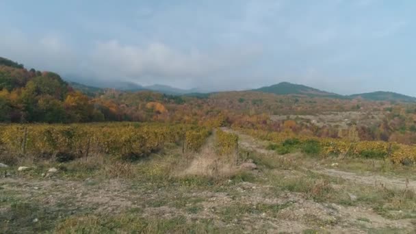 Виноградник восени. Постріл. Прекрасний вид на виноградні поля — стокове відео