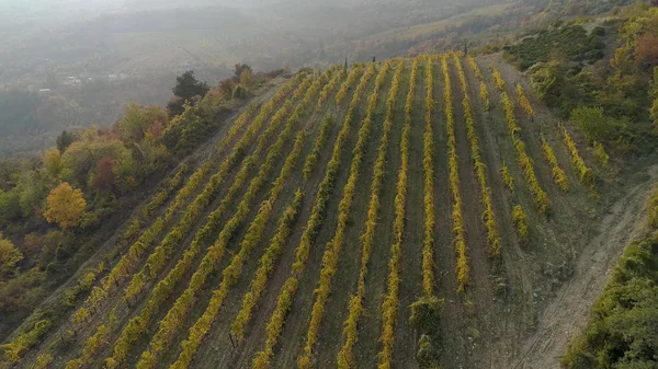 Blick auf Plantagenfelder mit Bäumen im Nebel auf einem Hügel. Schuss. fantastischer Blick auf den Nebel über den Berg hinter landwirtschaftlichen Bäumen. Blick von oben auf grüne Hügel mit Plantagen bei trübem Wetter — Stockfoto