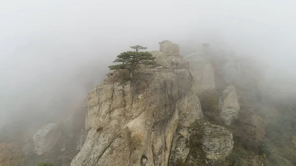 Зеленое дерево на краю скалы в тумане. Выстрел. Каменный столб на скале, погруженный в густой туман. Мистическая атмосфера осеннего тумана и одинокого дерева на краю — стоковое фото