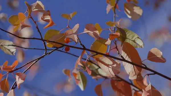 Herbsthintergrund. Nahaufnahme des herbstlichen Astes gegen den Himmel. Herbstblätter auf Zweigen rascheln im Wind in Sonnenstrahlen gegen blauen Himmel — Stockfoto