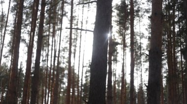 Vahşi iğne yapraklı alp ormandaki sihirli ışınları ile nazik bir güzel sisin içinde güneşin parlak güneş parlıyor. Güneş ışığı yeşil ormanın içinde. Bir orman, güneşin sıcak sonbahar sahne