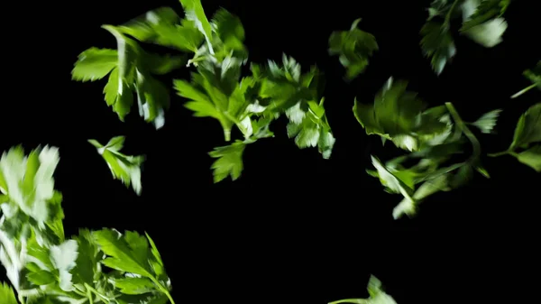 Parsley leaves fall down on a black background. Frame. Parsley wobbles in the frame. Parsley leaves fall to the surface slowly