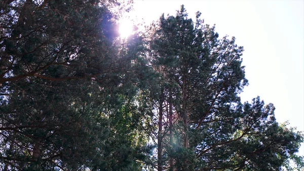 Сонячні промені в лісі. Кліп. Відображення перших променів сонця в туманному лісі. Корони дерев у весняному лісі річкою на тлі блакитного неба з сонцем — стокове фото