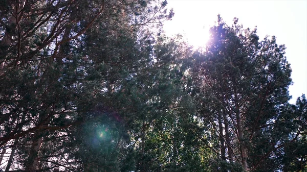 Sun rays in forest. Clip. Reflection of the first rays of the sun in a misty forest. Crowns of trees in spring forest by river against blue sky with sun — Stock Photo, Image