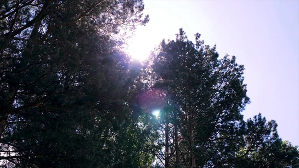 Sun rays in forest. Clip. Reflection of the first rays of the sun in a misty forest. Crowns of trees in spring forest by river against blue sky with sun — Stock Photo, Image