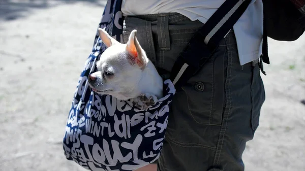 Little lovely dog in the dark blue bag of traveller, sunny day. Clip. Little white dog in travel bag. The concept of traveling with Pets