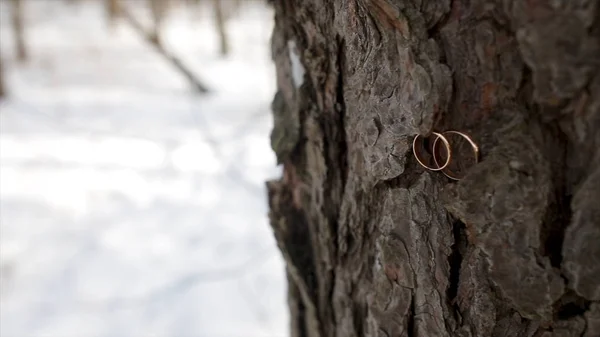 Anillos de boda para novia y novio en la naturaleza al aire libre de cerca. Anillos de boda dorados colgando de la rama en el fondo verde. Anillos de boda en el hueco del árbol viejo — Foto de Stock