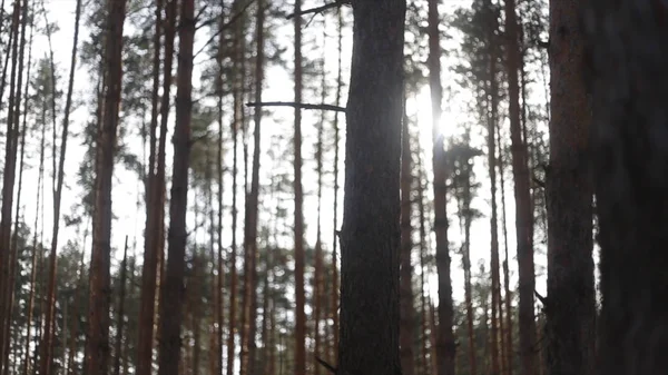 Jemné těšíte v jasné paprsky slunce září v magické paprsky v divokých alpských jehličnatého lesa. Sluneční světlo v zeleném lese. Teplé podzimní krajina v lese, se sluncem — Stock fotografie