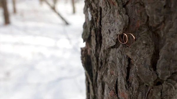 Los anillos de boda colocados en una corteza de árbol. Un par de anillos de boda en la textura de madera vieja, la corteza del árbol. Anillos de boda en la corteza de un árbol. Joyería en la boda . — Foto de Stock
