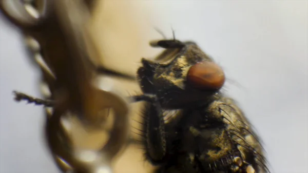 Makro klip dvoumetrový čištění oči s nohama v úžasné detaily. Fly dvoumetrový hmyzu makra — Stock fotografie