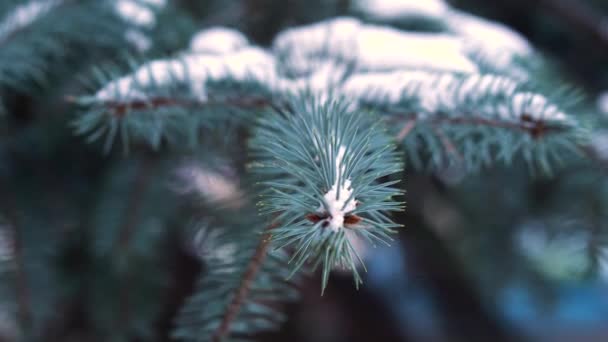 자연의 아름 다운 겨울 배경입니다. 소나무 나무 가지 눈으로 덮여. 겨울 숲의 냉동된 트리 분기입니다. 이른 아침에에서 흰 덮여 Coniferous의 닫습니다. 선택적 초점 — 비디오